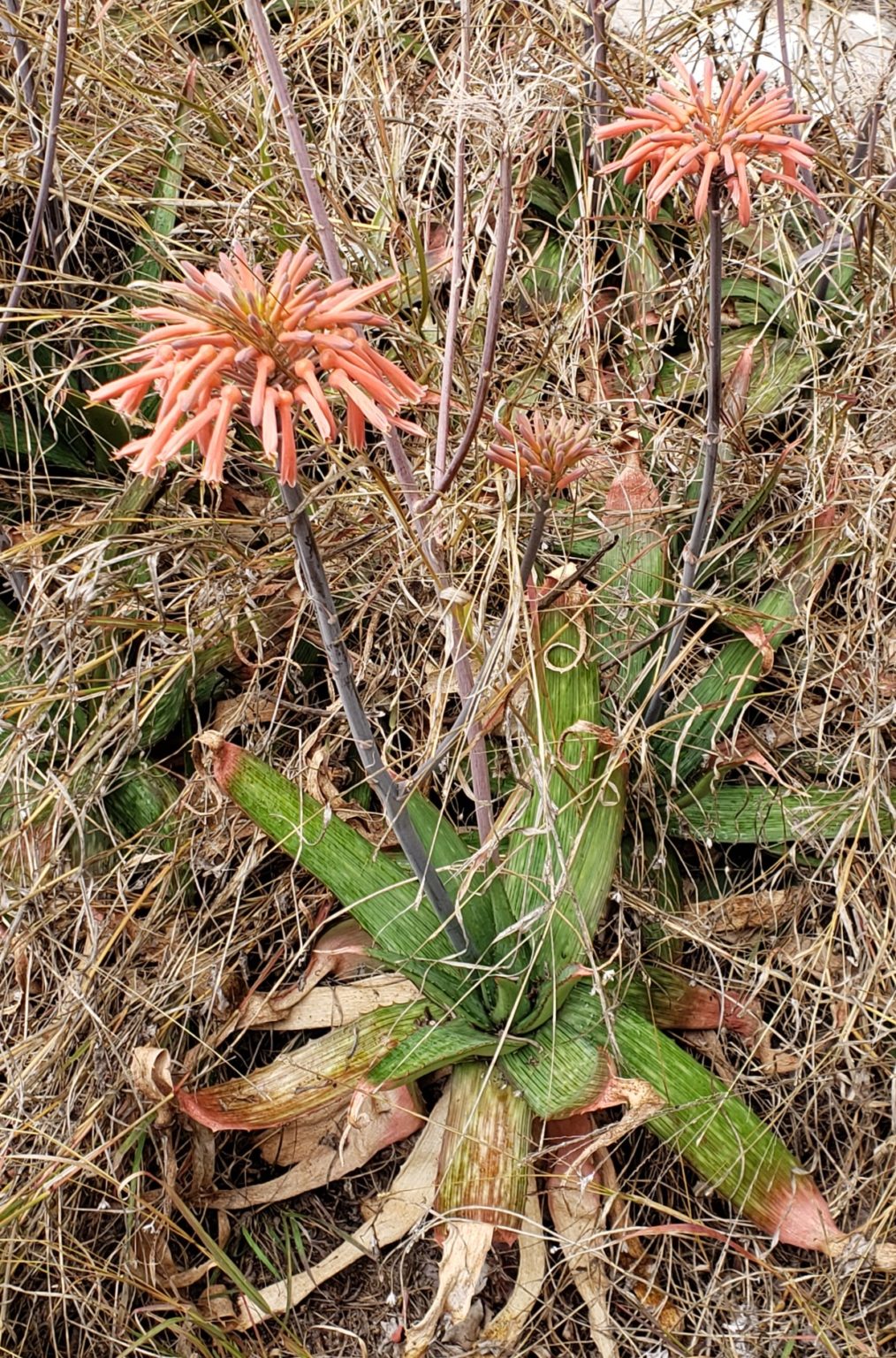 Brigalows &amp; Bindis